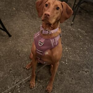 487913671_1438024890494547_959225230818568349_n