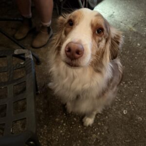 488711063_1441482210148815_7095667792046599763_n