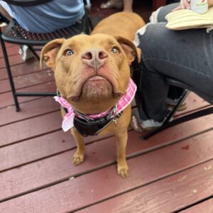 488937163_1441438203486549_620577679727075884_n