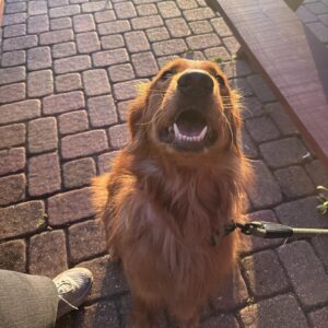 490008300_1446437702986599_6070278400029835029_n